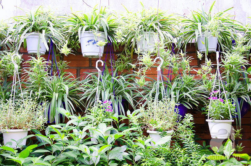 Vườn trong nhà – Những điều cần lưu ý để có một không gian xanh hoàn hảo tại nhà