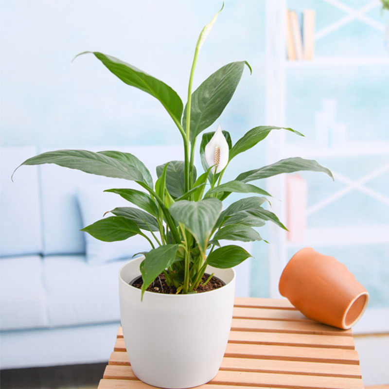 Những loại cây nên trồng trong nhà vừa giúp thanh lọc không khí vừa tốt cho phong thủy