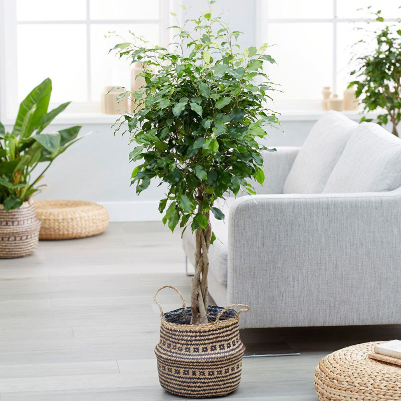 Những loại cây nên trồng trong nhà vừa giúp thanh lọc không khí vừa tốt cho phong thủy